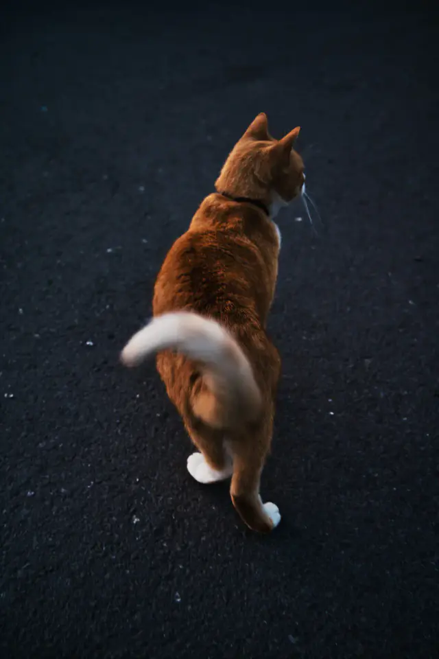 Founder archive photograph: Icleand Cat
